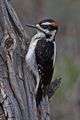 Hairy_woodpecker_small