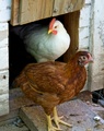 0707gh_backyardchickens_1_small