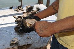 Caption: RIP Oyster, Credit: George Ingmire