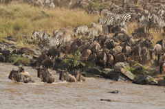 Caption: Wildebeest concentration, Credit: Paula Kahumbu
