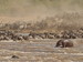Hippo_migrationsmall2_square