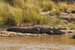 Crocodile2small2_square