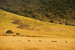 Wildebeest2small2_square