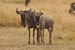Wildebeest_calfsmall2_square