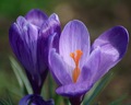 Crocuses_small