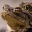 Dell Toad Business Intelligence Suite 2.0