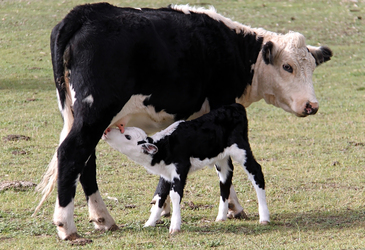 Phosphagenics and US agency target cow infection Phosphagenics and US agency target cow infection