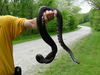 Large_black_snake_4