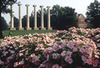 Umc_columns