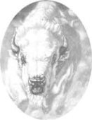 White_buffalo