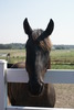 Round_up_009