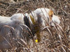 Flyingfeathers.huntingdogs.2