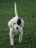 2lexipups82008048_f