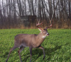 Buck%20forage%20oats%20with%20deer