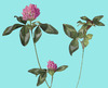 Red_clover3