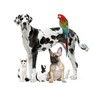 Greatdane