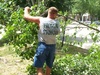 Promow%20tree%20trimming