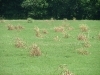Thumbs_field-of-bermudagrass-with-wiped-and-dying-johnsongrass