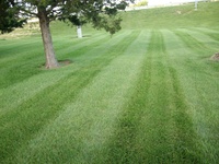 Yard_pics_009