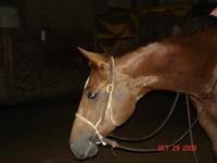 Wardfamilystableshorse