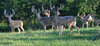 Northeast%20missouri%20hunting%20trips%20and%20outfitters