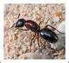 Carpenter_ant