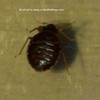 Bed_bug