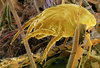 Getty_sem_dust_mite_scavenging