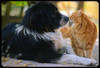 Pets_and_allergies_s9_dog_and_cat