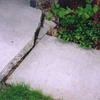 Walklift