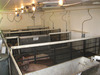 Swine4