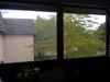 Bbpl1