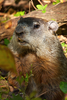 Groudnhog