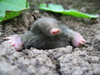 Mole