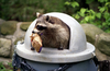 Coon