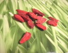 Goji4