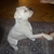 kiril