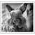 Inge