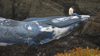 Beached-blue-whale