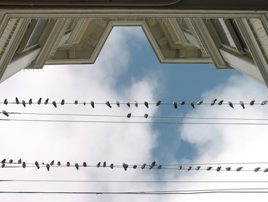 Birds-on-a-wire