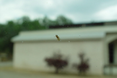 Bug-on-glass