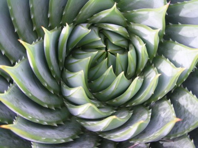 Cactus-spiral