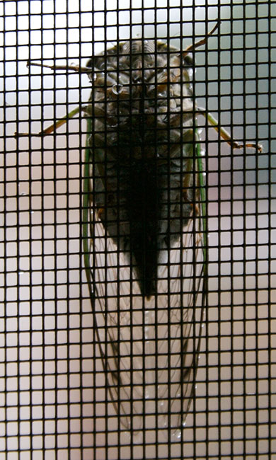 Cicada-390