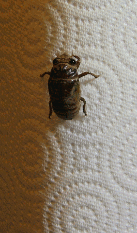 Cicada_molting_animated