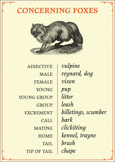 Adjective Words on Words Relating To Animals