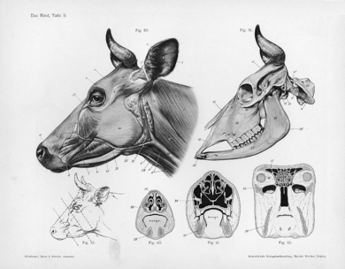 Cow-anatomy