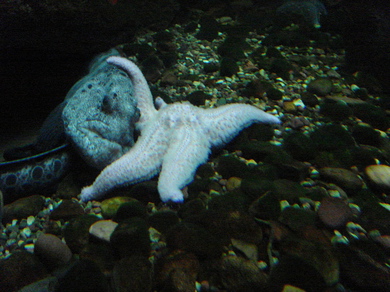 Eel-starfish