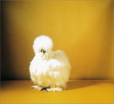 Fairest-fowl-390