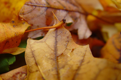 Fall-is-coming