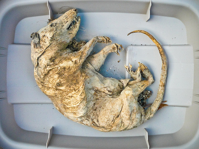 Fossilized-possum